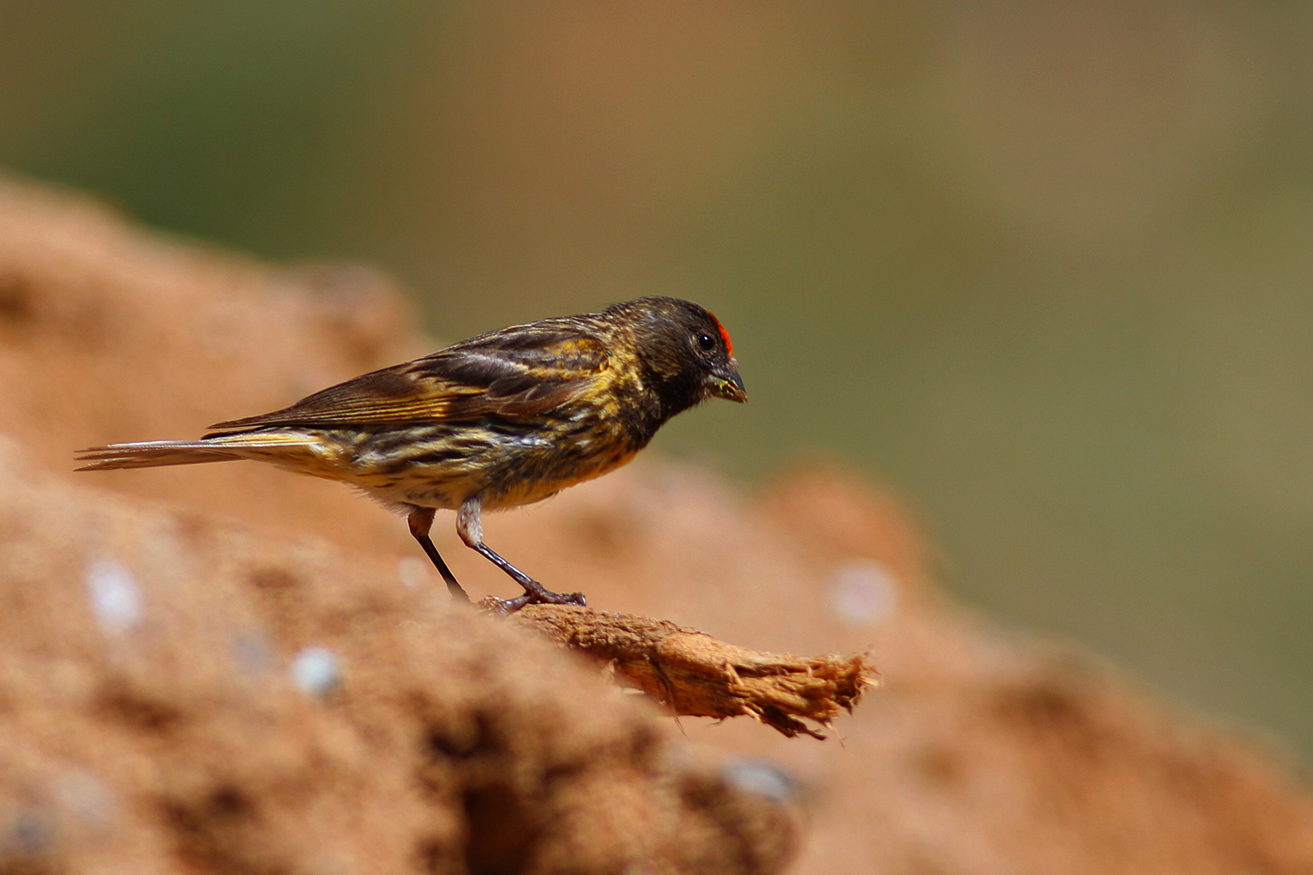 Fire-fronted Serin